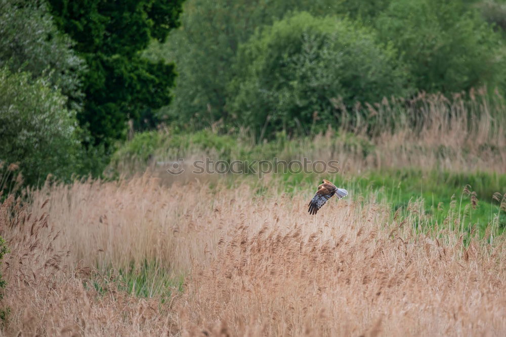 Similar – Foto Bild Siesta auf der Wiese Natur
