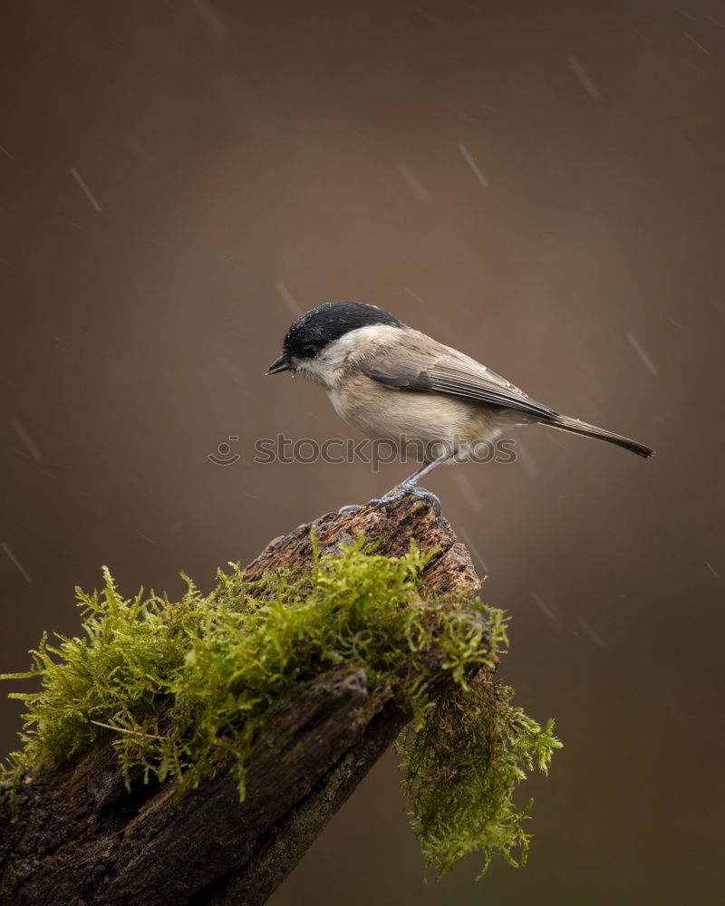 great spotted woodpecker