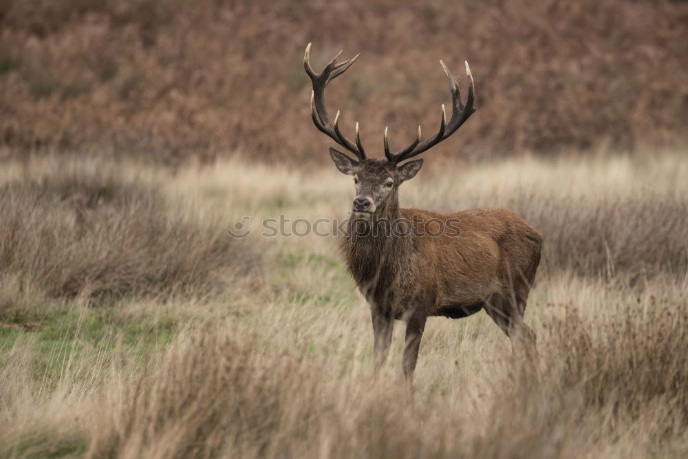 Similar – Image, Stock Photo Deer cow in the Highlands of Scotland