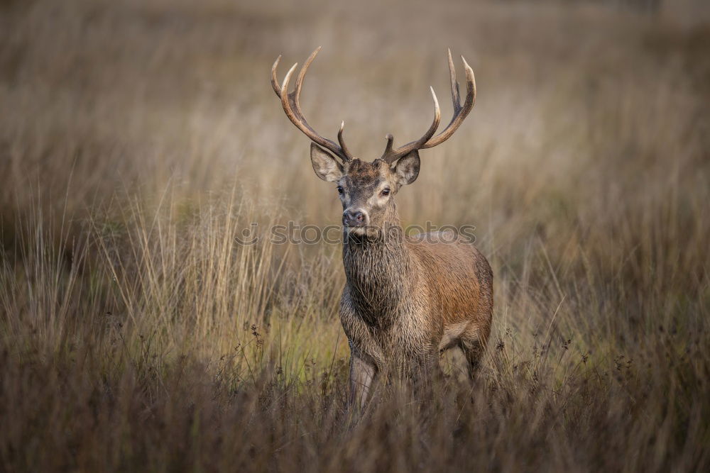 Similar – portrait of a fallow deer stag