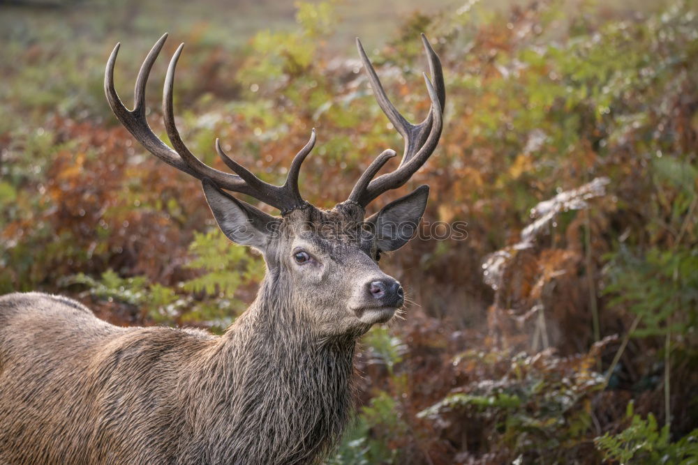 Similar – portrait of a fallow deer stag