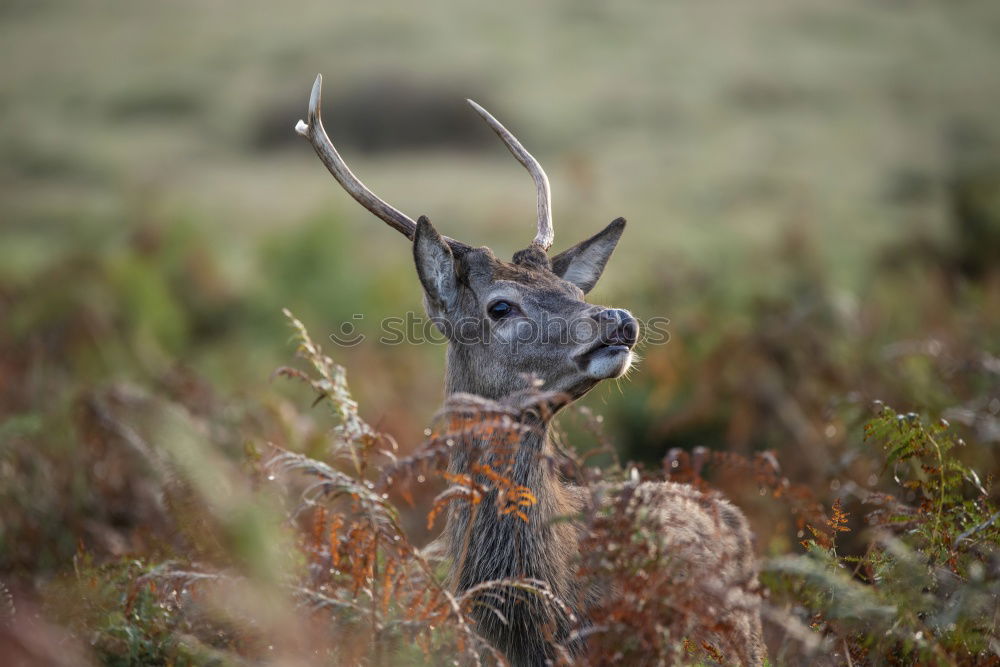 Foto Bild Steil bergab Umwelt Natur