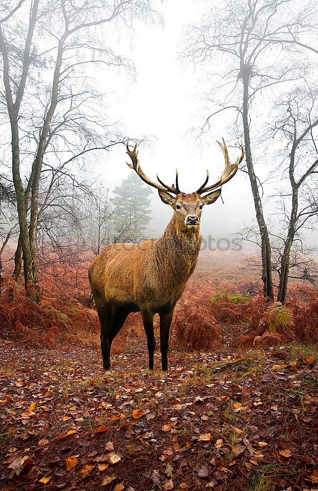 Similar – Stag II Environment Nature