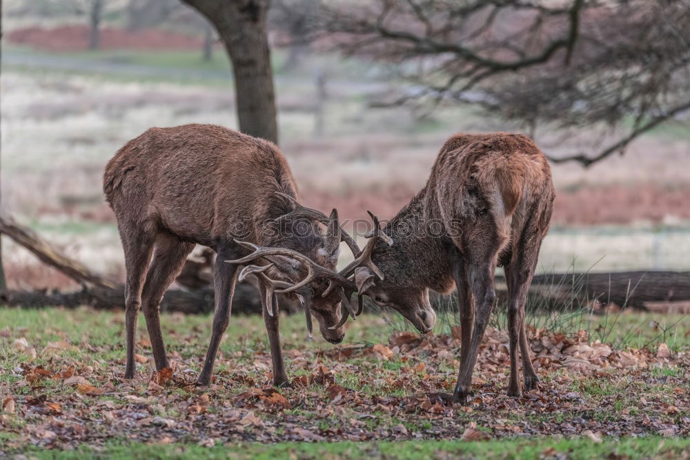 Similar – Foto Bild 2 Rehe auf gefrorener Wiese