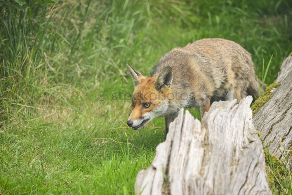 Similar – cute red fox cub looking at camera