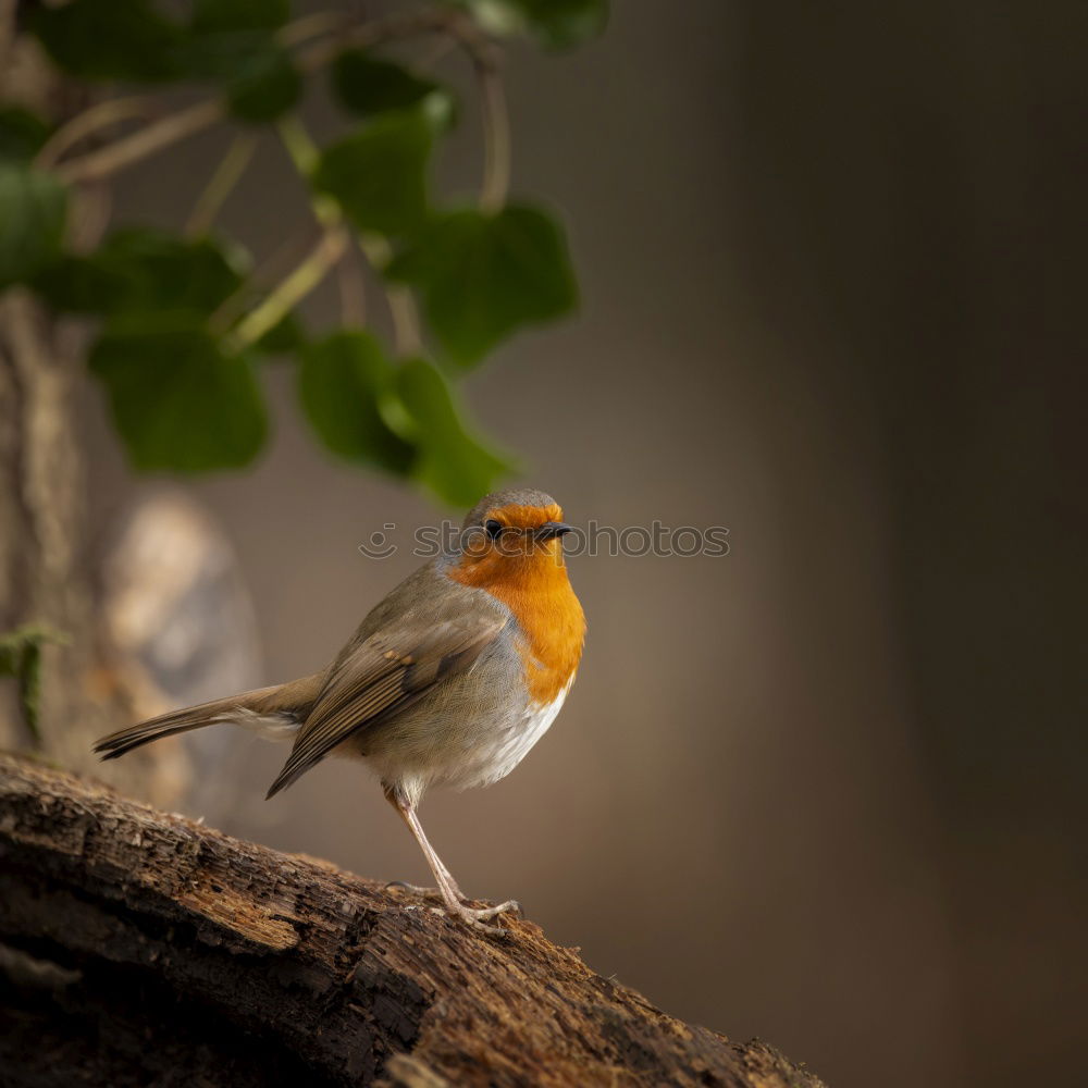 Similar – Rotkehlchen Winter Natur