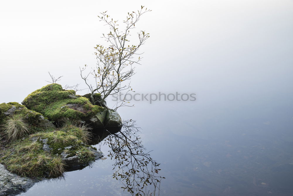 Similar – Image, Stock Photo water tree Tree