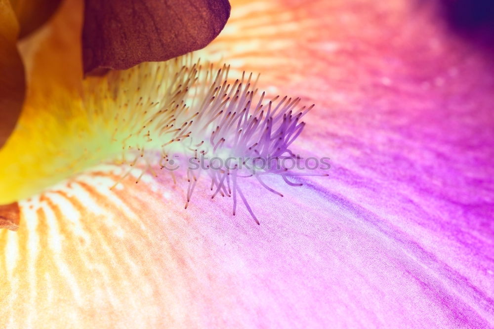 Similar – Macro photograph pink flower with yellow pollen