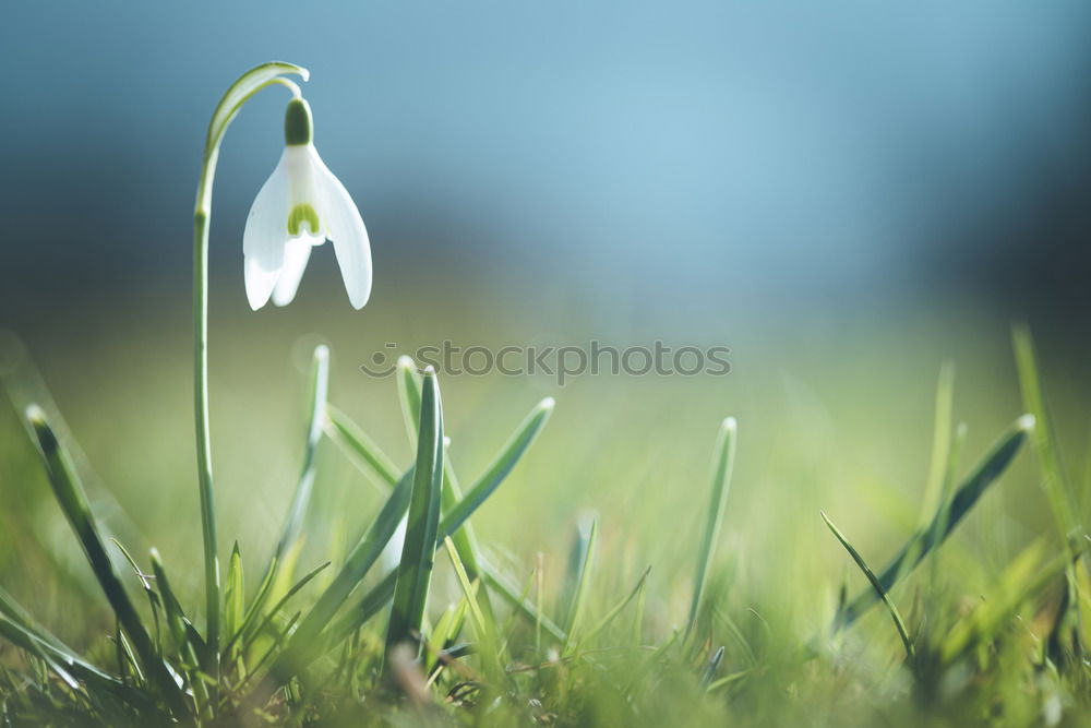 Similar – Image, Stock Photo Forever? Environment