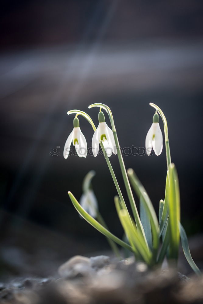 Similar – flowering snowdrops