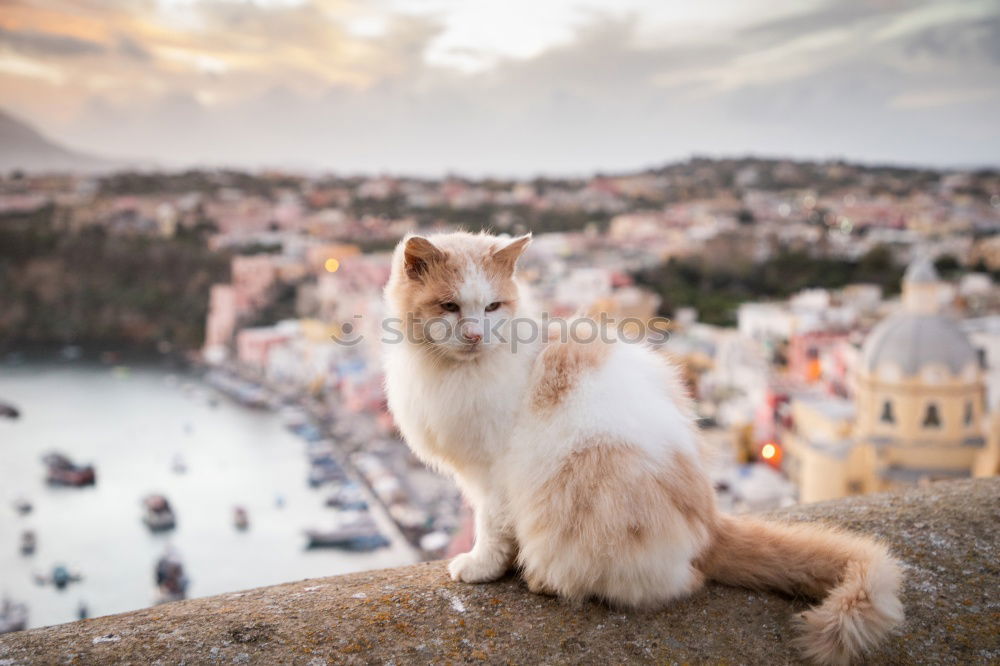 Image, Stock Photo Monkey sits on rocks of Gibraltar