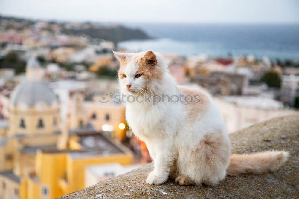 Similar – Image, Stock Photo Monkey sits on rocks of Gibraltar