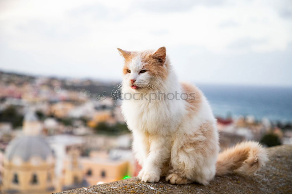 Similar – Image, Stock Photo Monkey sits on rocks of Gibraltar