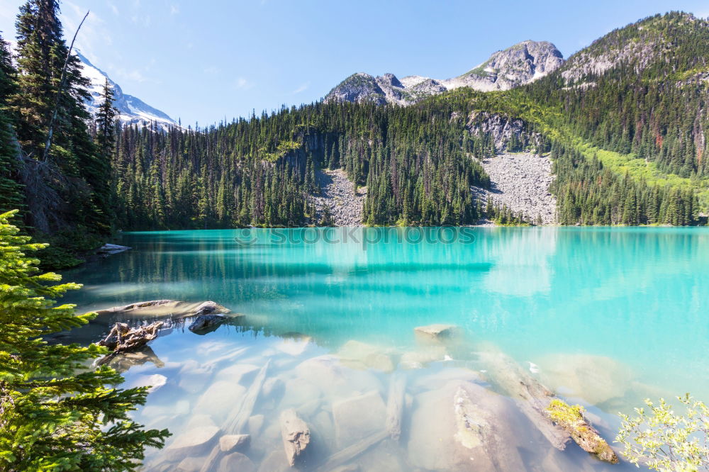 Similar – Image, Stock Photo Lake Swan Environment