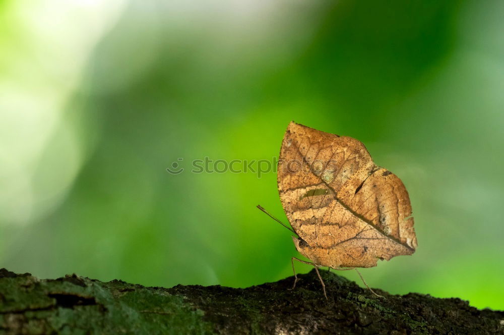 Similar – Peacock Butterfly