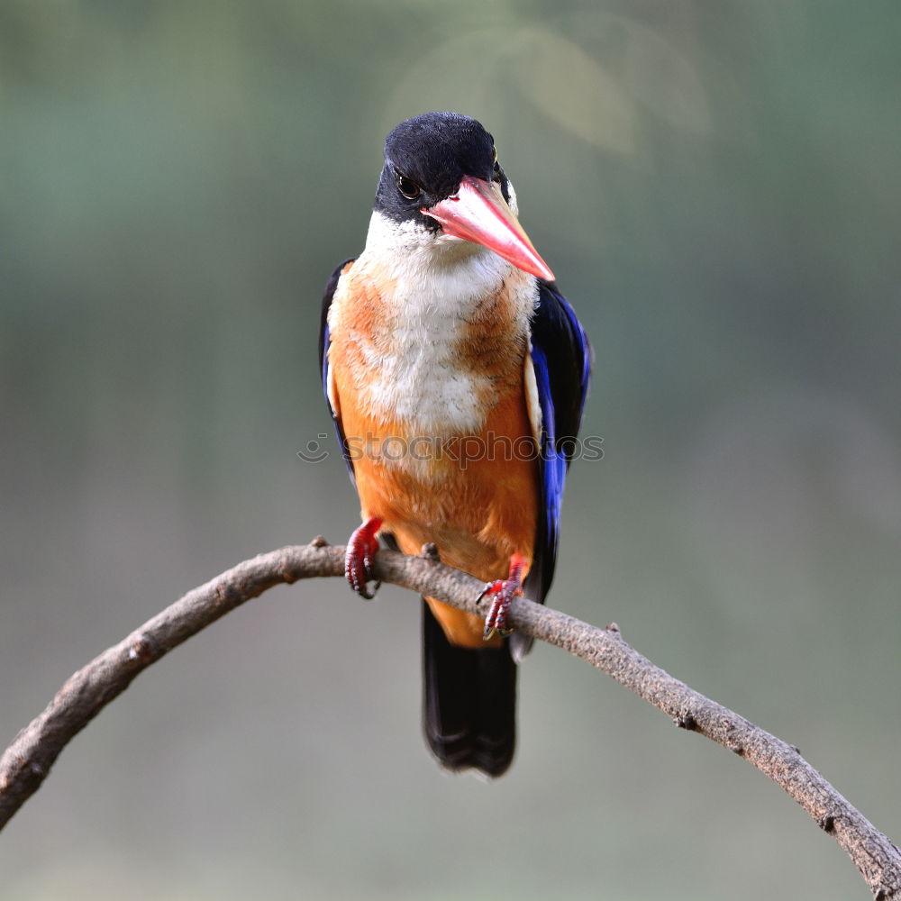 Similar – Image, Stock Photo A colorful Superb Starling in Tanzania