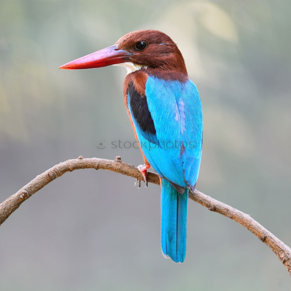 Similar – Brown Kingfisher, Blue Kingfisher