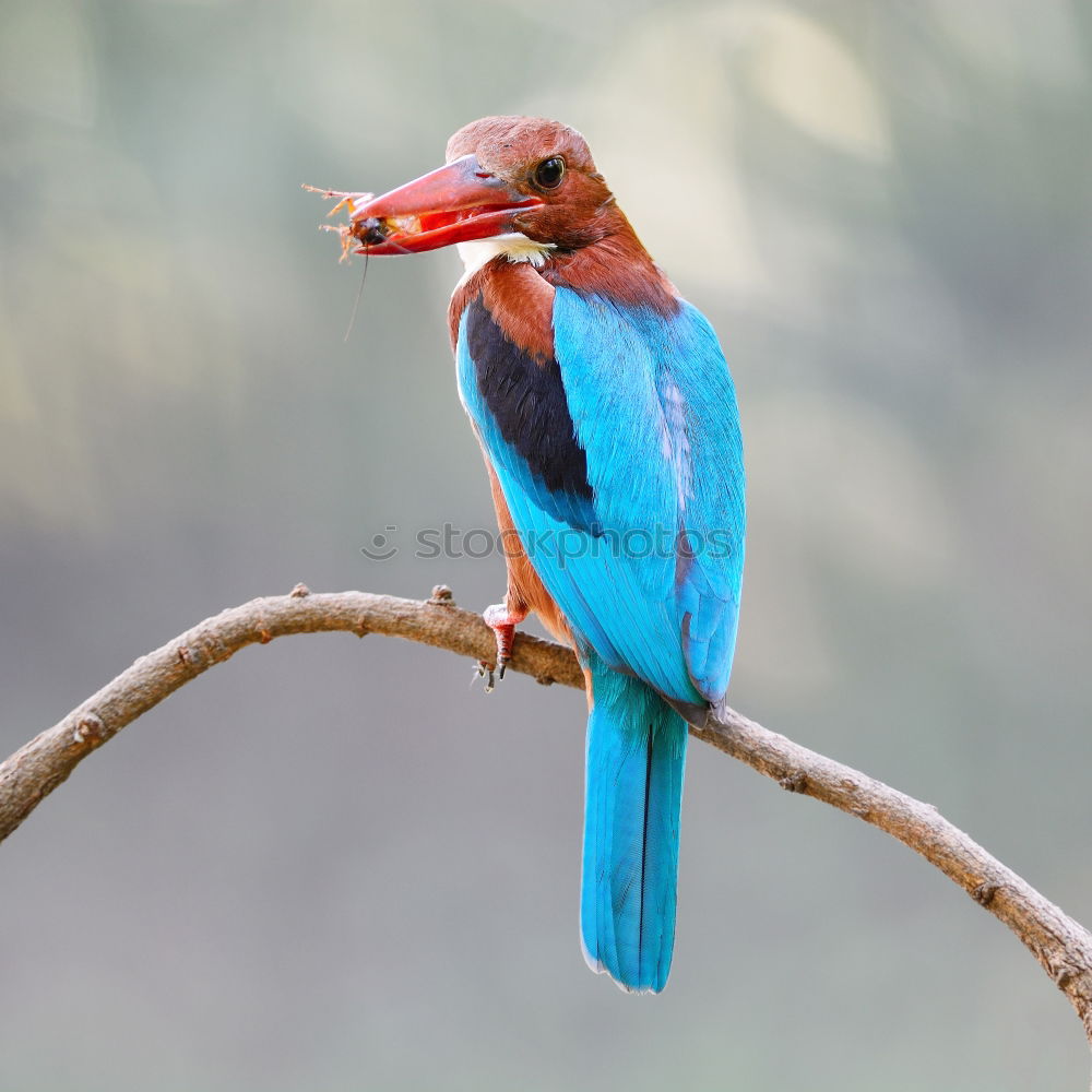 Similar – Image, Stock Photo the catch Animal Bird 1