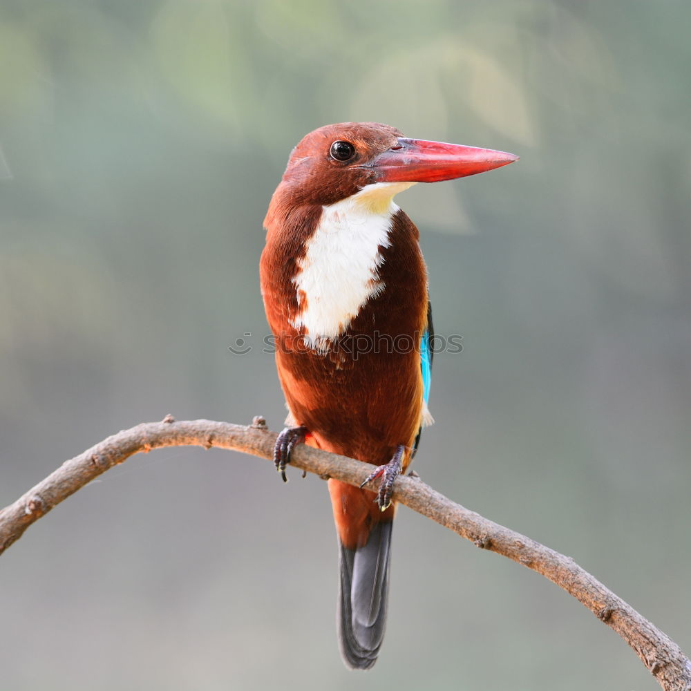 Similar – Brown Kingfisher, Blue Kingfisher