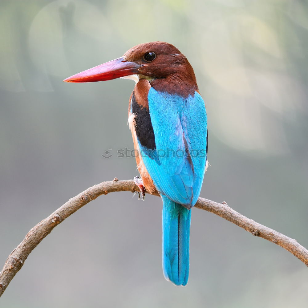 Similar – Brown Kingfisher, Blue Kingfisher