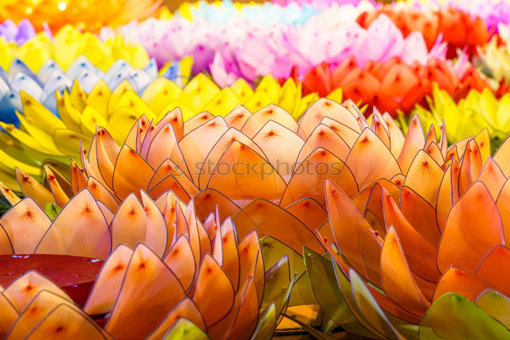 Similar – Image, Stock Photo tender orange Spring