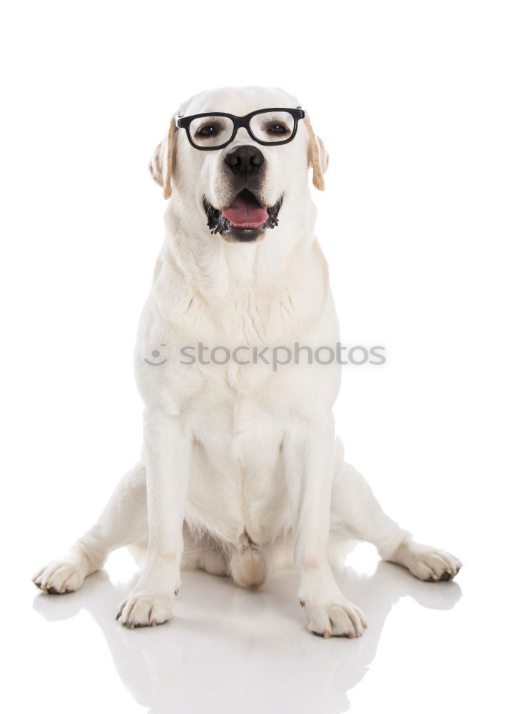 Similar – Image, Stock Photo Portrait of a cute doctor dog sitting on bed.