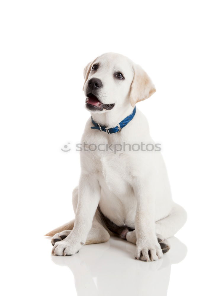 Similar – Image, Stock Photo cute young small white dog wearing a modern bowtie. Sitting on the wood floor and looking at the camera.White background. Pets indoors