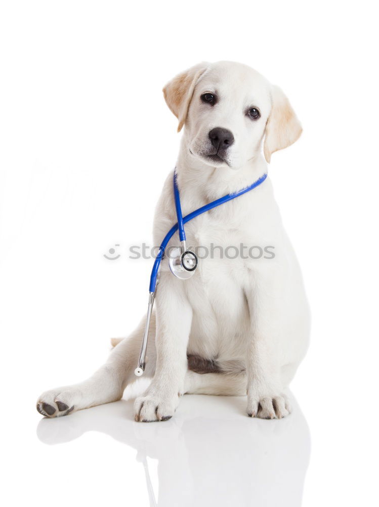 Similar – Image, Stock Photo Portrait of a cute doctor dog sitting on bed.