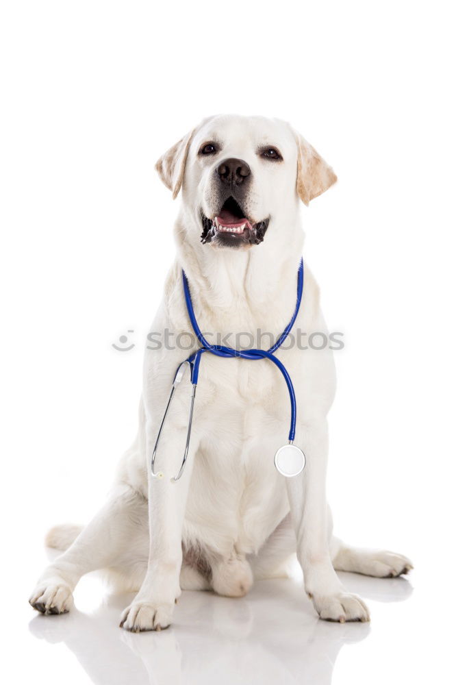 Similar – Image, Stock Photo Portrait of a cute doctor dog sitting on bed.