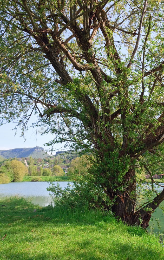 Similar – legs Nature Exterior shot