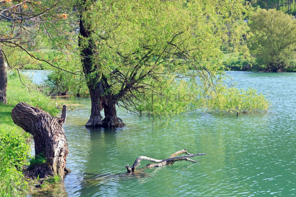 Similar – Mettnau Lake Common Reed