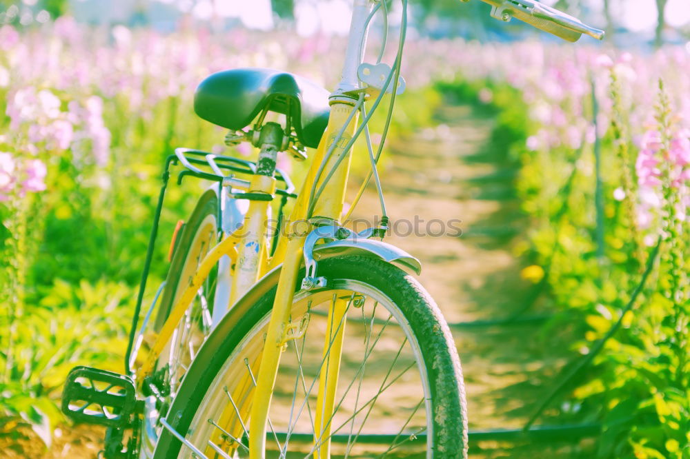 Similar – Vintage Damen Rennrad in herbstlicher Parkanlage, Totale.