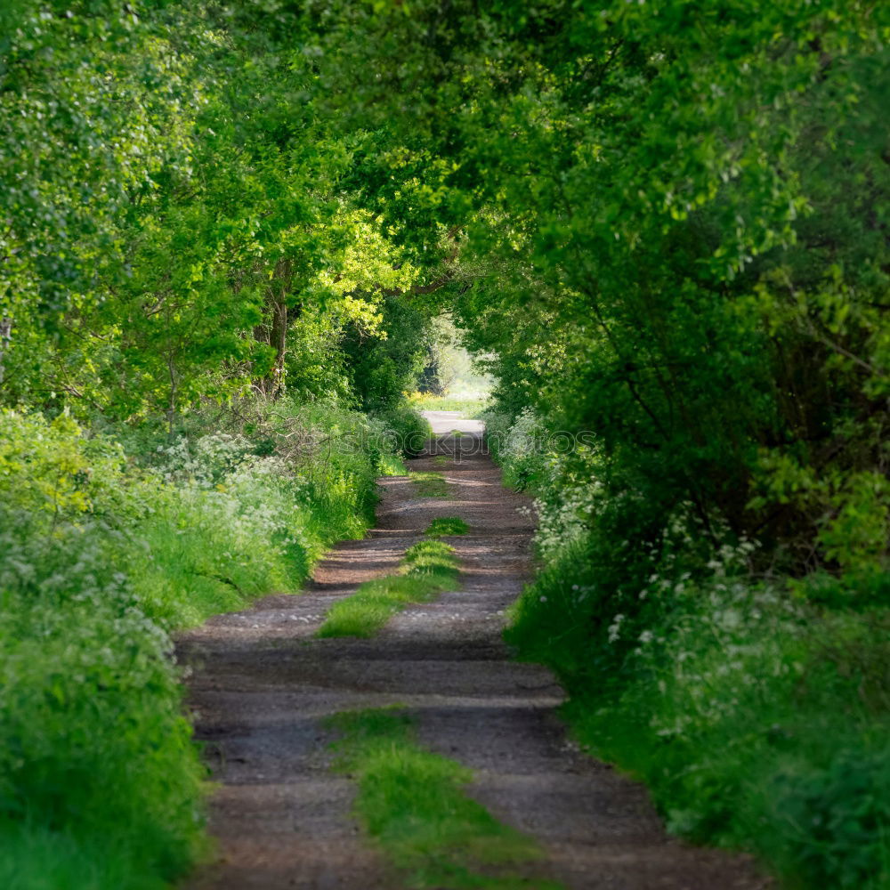 Similar – Image, Stock Photo birch avenue Birch tree