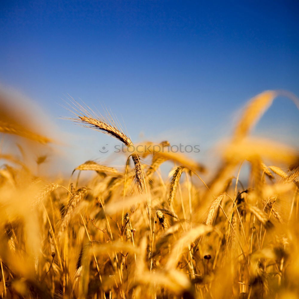 Similar – Foto Bild Golden Ära Wolken Weizen