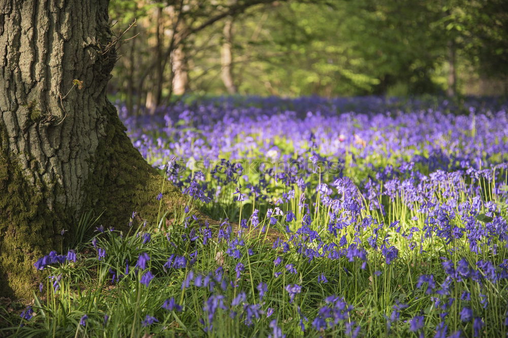 Similar – Image, Stock Photo Narcissus and blue spring flowers between trees in the park