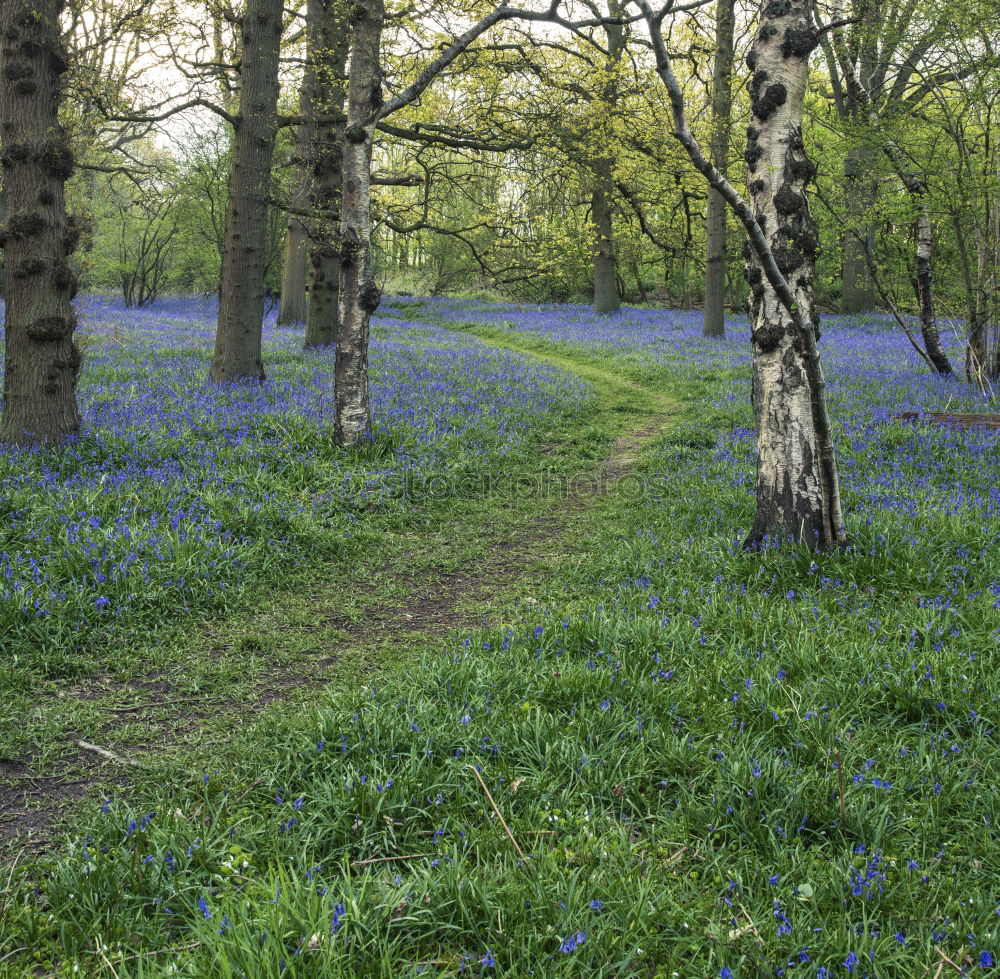 Image, Stock Photo Narcissus and blue spring flowers between trees in the park