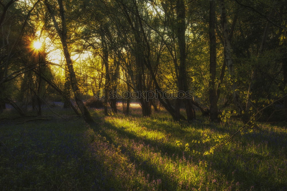 Similar – Image, Stock Photo morning sunlight over flowering heather in birch forest