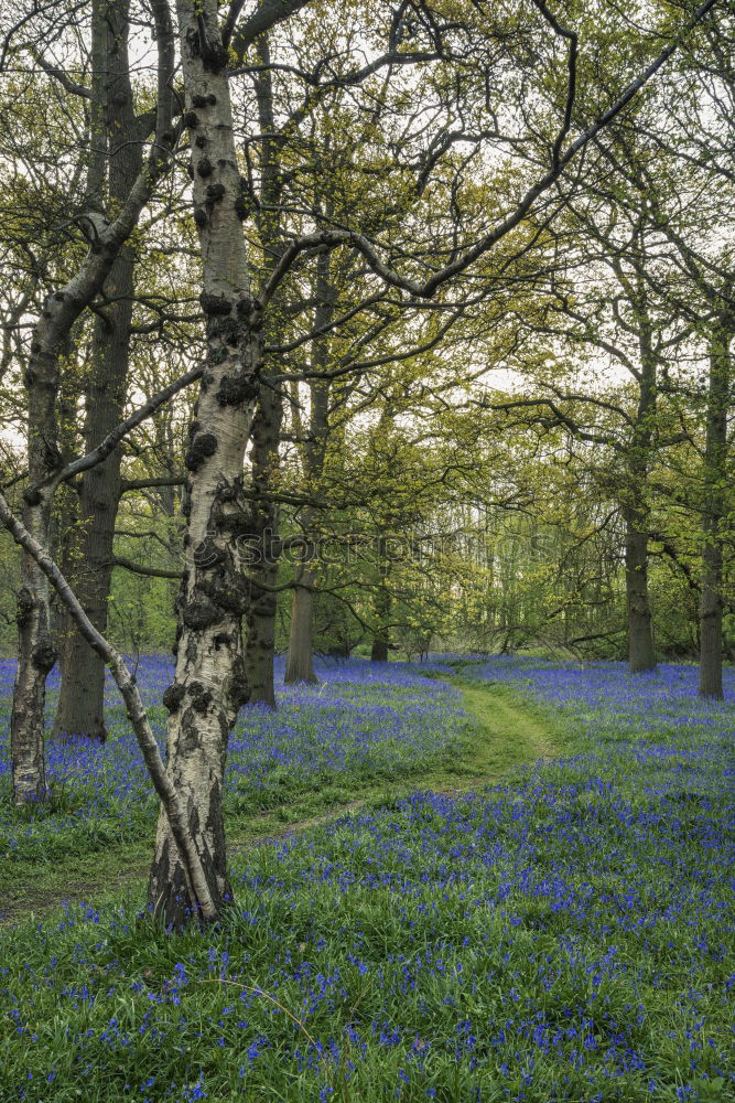 Similar – Image, Stock Photo Narcissus and blue spring flowers between trees in the park