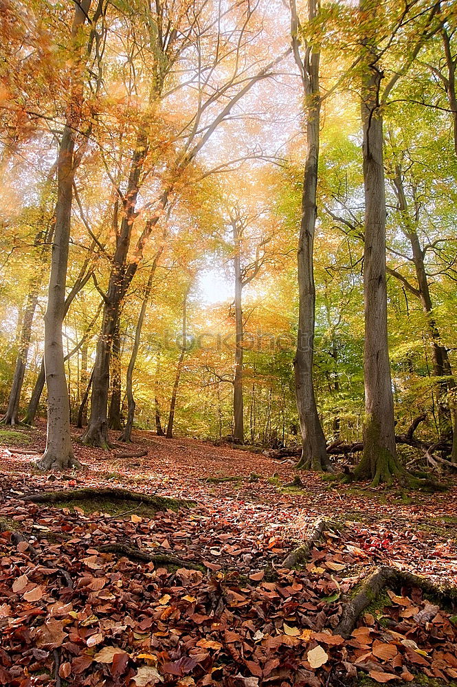 Similar – Ghost forest Nienhagen in autumn