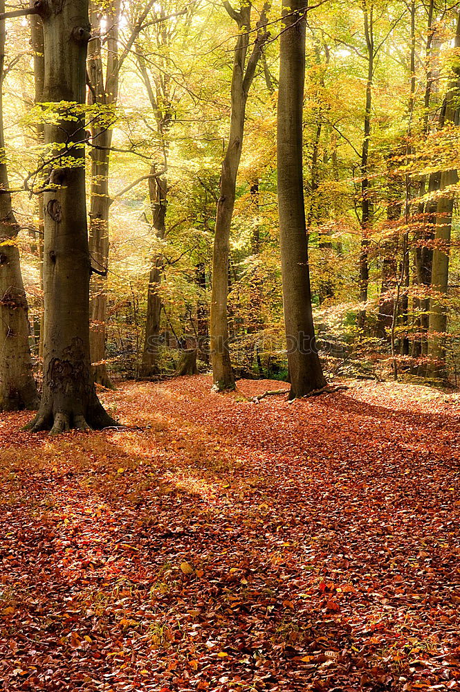 Similar – Image, Stock Photo flurry of leaves Nature