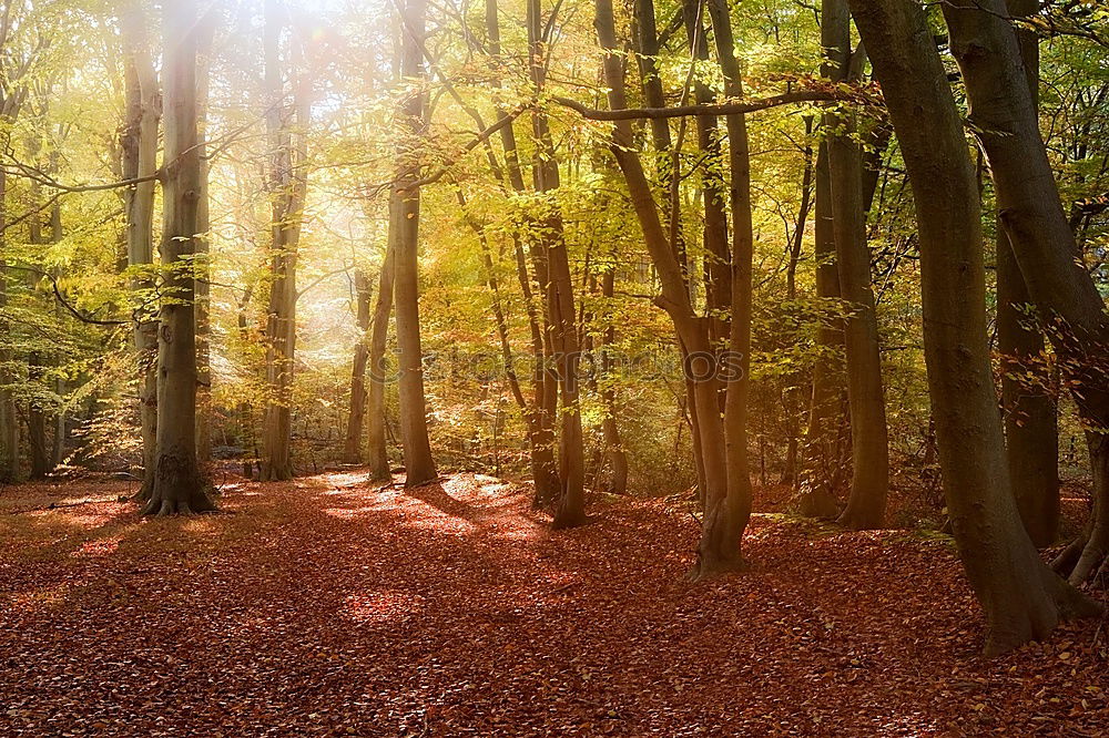 Similar – Image, Stock Photo Sunrise in the park