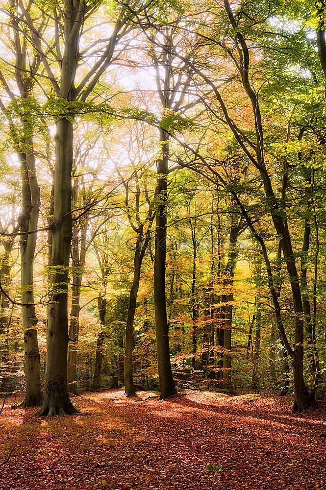 Ghost forest Nienhagen in autumn