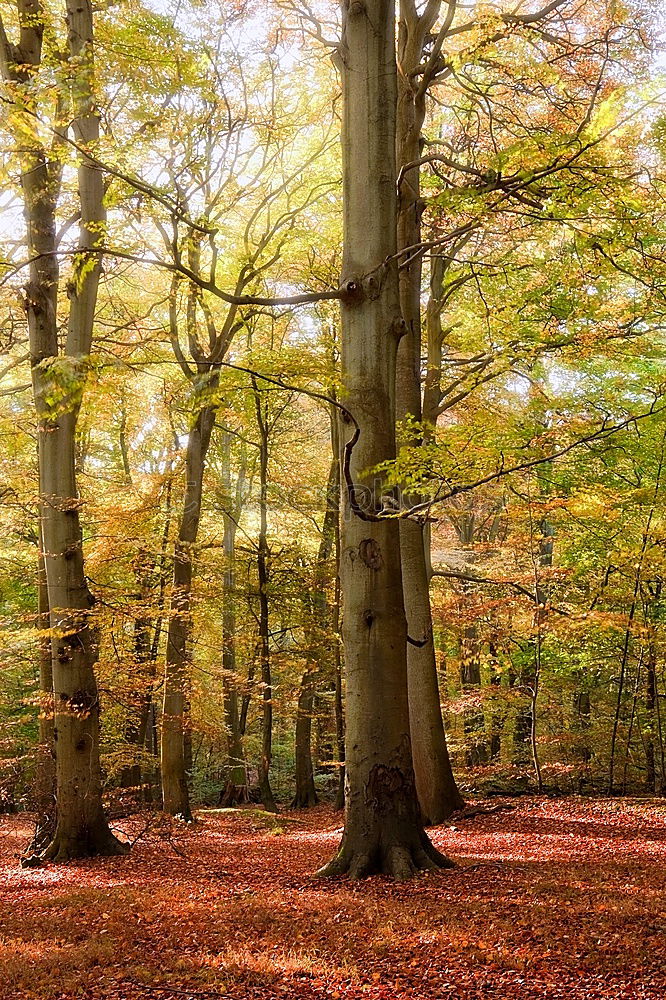 Similar – Ghost forest Nienhagen in autumn