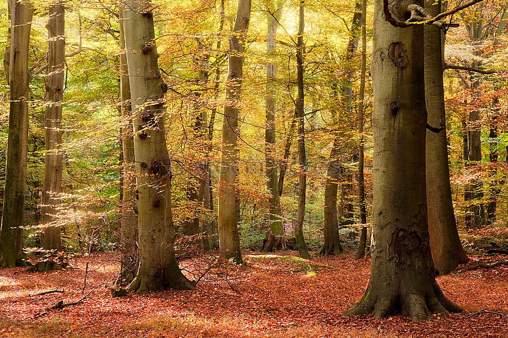 Similar – Herbstlicher Wald Baum