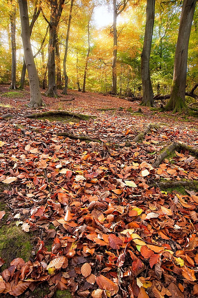 Similar – Waldszene Ausflug wandern