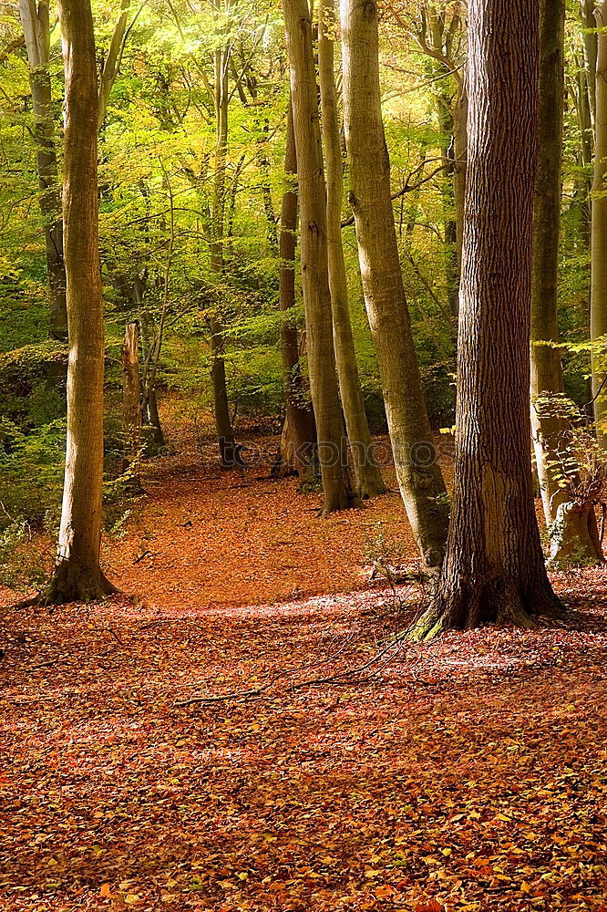 Similar – Image, Stock Photo Golden mood. Environment