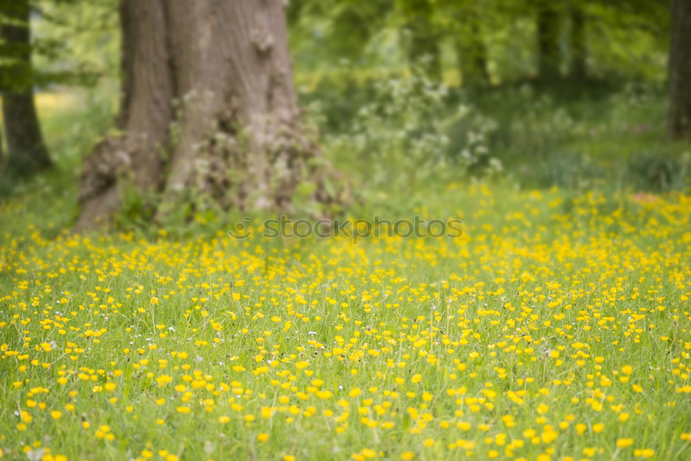 forget-me-nots. Harmonious