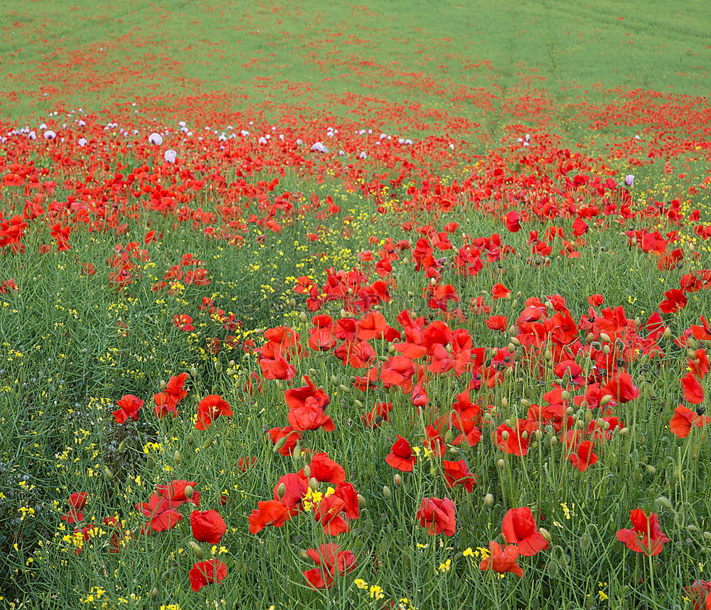 Similar – Image, Stock Photo Field with red blooming poppies on a spring day