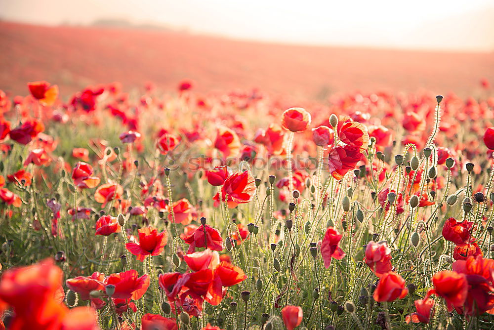 Similar – poppy Environment Nature