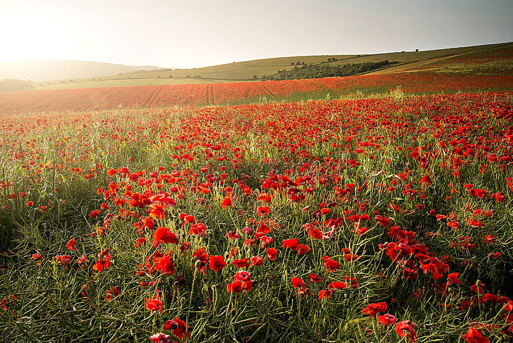 Similar – Image, Stock Photo idyllic Environment Nature